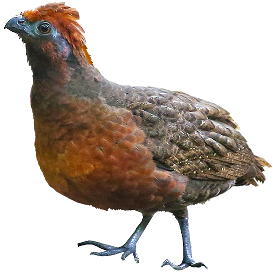 Black-eared Wood Quail